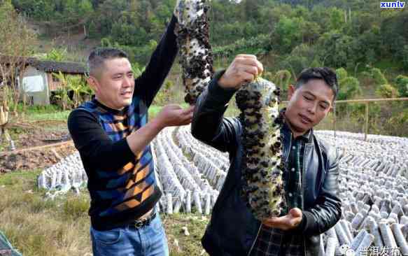 普洱茶投入价值分析