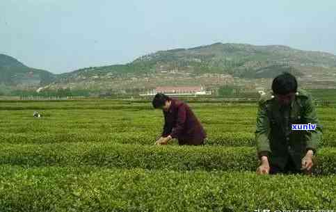 探寻山东日照绿茶的品质与魅力：一位品茗人的心得体会