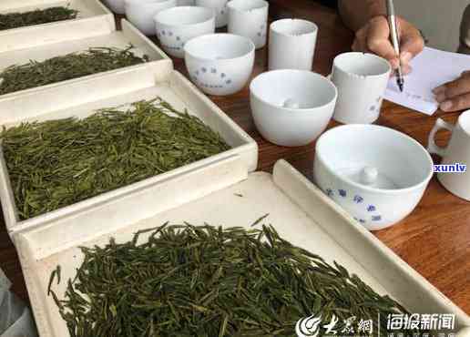 探寻山东日照绿茶的品质与魅力：一位品茗人的心得体会