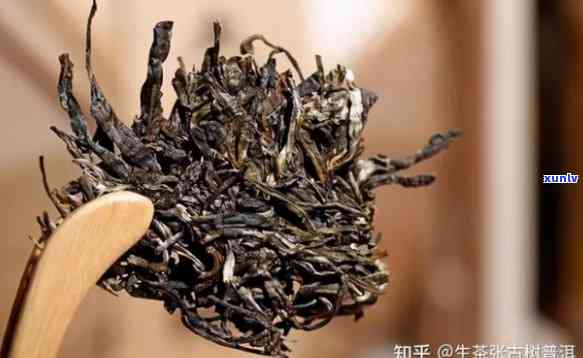 普洱茶专业词汇解析：全面掌握茶叶术语，解决您的疑问