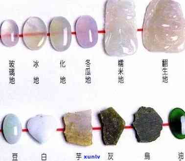 翡翠豆种色彩的世界：一种超越种类与颜色的独特品种探究