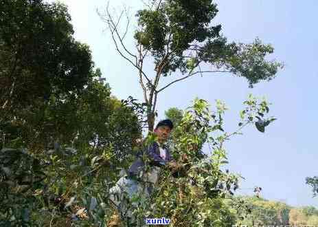 普洱茶加盟招商全解：如何成功开展普洱茶生意，加盟流程、费用及支持详解