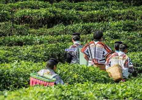 云南普洱茶生产质量与安全要求：一项全面执行的标准