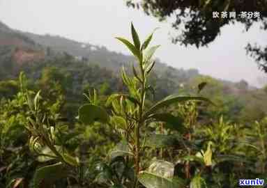 南平普洱茶招商条件