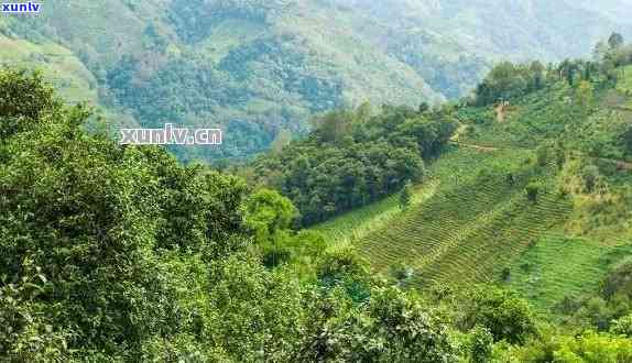 普洱茶种植地区：云南、四川、贵州、广西、广东等地。