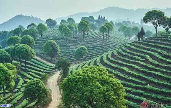 普洱茶种植地区：云南、四川、贵州、广西、广东等地。