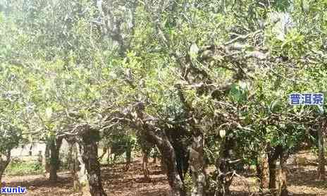 云南普洱茶种植条件解析：从土、气候到海拔，全方位了解种植要求