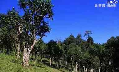 云南普洱茶种植基地 *** 、地址与相关信息查询