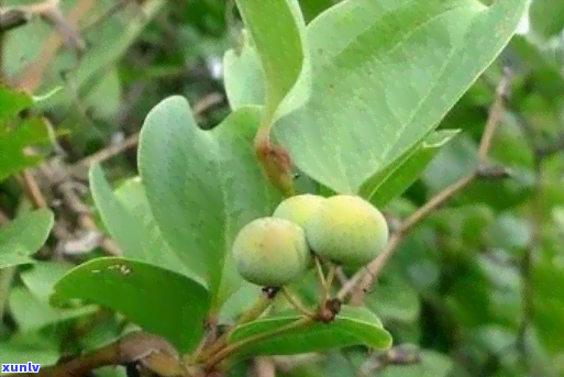 藏金珠：一种神奇的草药及其多种药用价值与功效