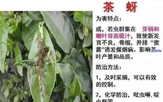 普洱茶种植过程中常用的农药种类和作用解析，助您了解安全、有效的防治 *** 