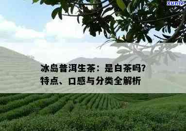 普洱生茶冰岛：口感特征、品质评价与选购指南