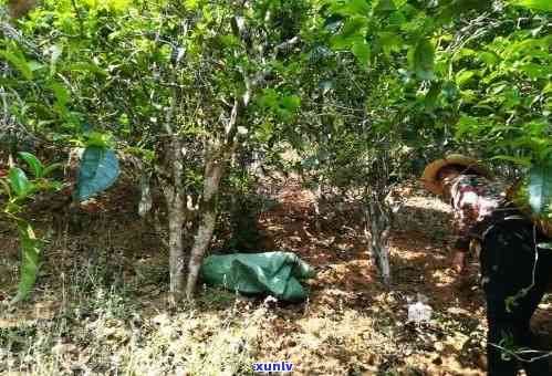 洱海地区普洱茶种植技术研究：从土管理到茶叶品质的综合探讨