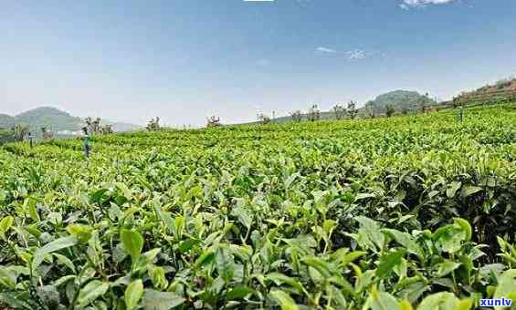 洱海地区普洱茶种植技术研究：从土管理到茶叶品质的综合探讨