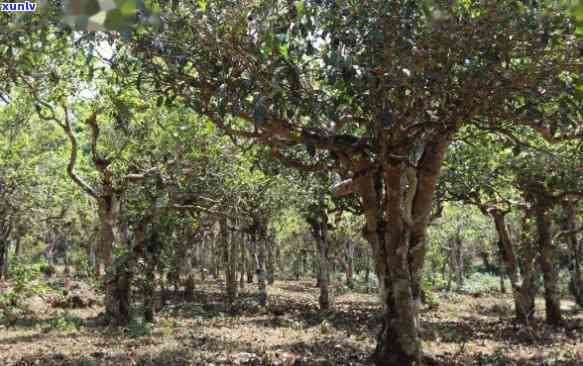 洱海地区普洱茶种植技术研究：从土管理到茶叶品质的综合探讨