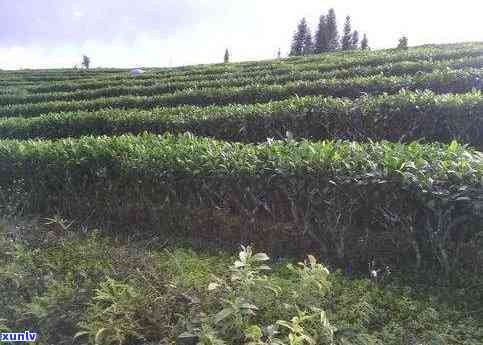 洱海普洱茶种植技术