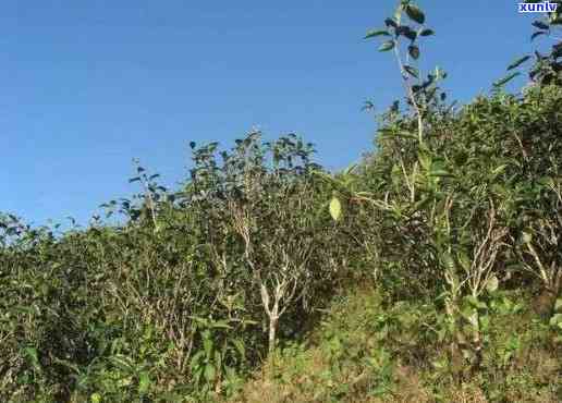 洱海普洱茶种植技术