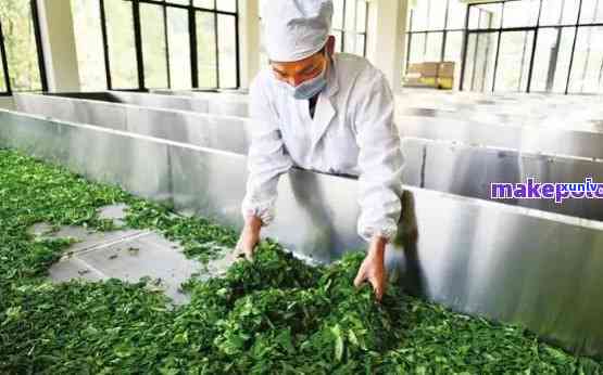 勐海普洱茶厂：探索高品质普洱茶叶的制造工艺与历传承