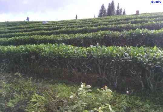 '云南普洱茶种植的区位优势及其自然条件：分析其种植的地理环境'