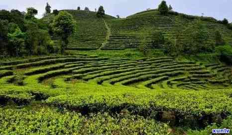 云南普洱茶种植地点