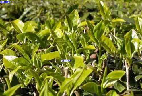 普洱茶与适宜的树种：探索种植普洱茶的理想树种