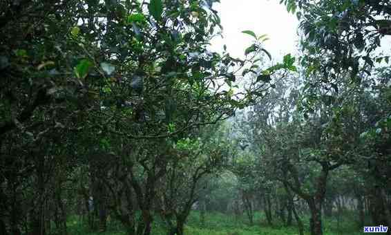 云南普洱茶叶的高产种植技术与条件分析