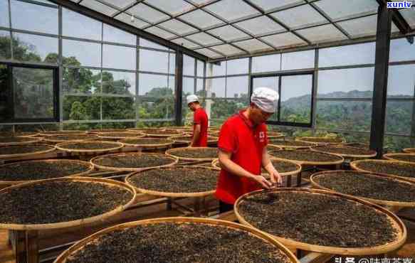 成都普洱茶怎么 *** 加工：寻找合适的加工厂与授权