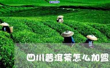 成都普洱茶怎么 *** 