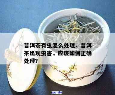 普洱茶有效防虫技巧：哪些 *** 可防止虫害？