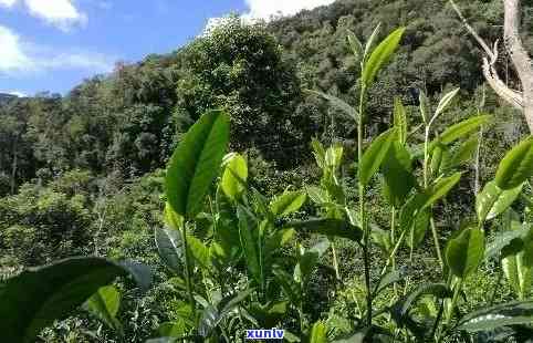 普洱茶种植成功前景