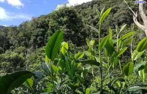 普洱茶种植成功前景