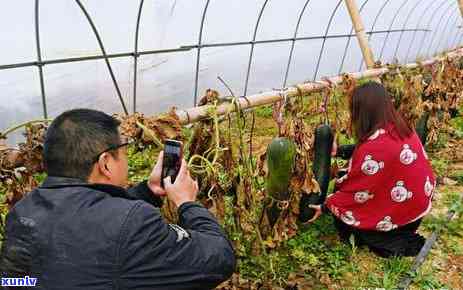 蓝桂花糕手镯翡翠：价值、颜色与底色解析