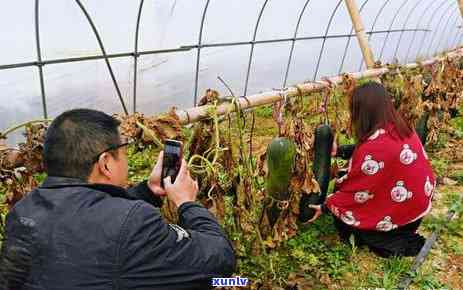 蓝桂花糕手镯翡翠：价值、颜色与底色解析