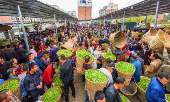 江西茶叶市场探秘：普洱茶在这里流行吗？