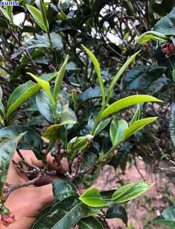 普洱茶价格走势分析