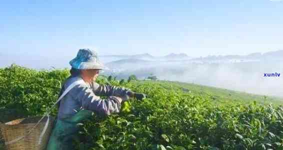 普洱茶在贵州的种植条件、技巧与产量解析 - 全面了解贵州普洱茶种植