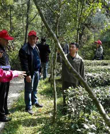 滇红制茶大师张成仁