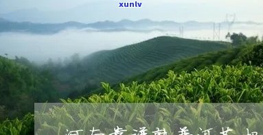 河南资深普洱茶招商