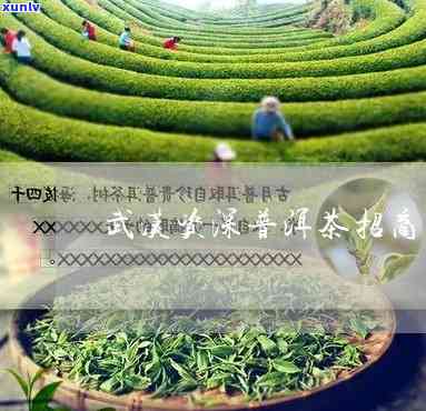 武汉优质普洱茶招商合作热线，共赢茶叶市场新局