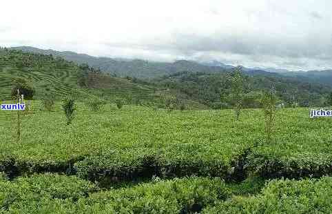 州普洱茶交易中心：探索茶叶文化、选购优质普洱茶的全方位指南