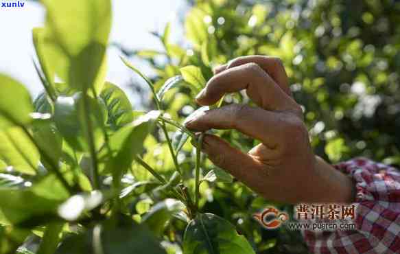 普洱茶广泛种植年代