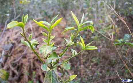 州普洱茶 *** 条件全面解析：如何成功成为普洱茶 *** 商？