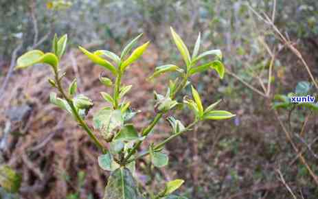 州普洱茶 *** 条件全面解析：如何成功成为普洱茶 *** 商？