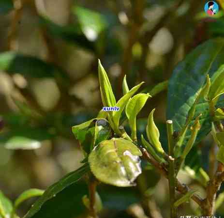 滇红茶是发酵茶吗？能喝吗？为什么？滇红茶是不是半发酵茶？