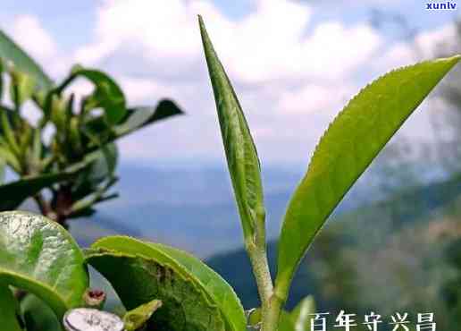 云南普洱茶领导者——XXX茶叶