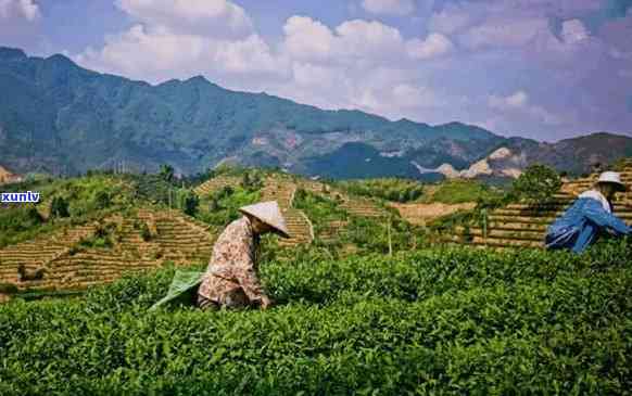 安徽茶叶加盟：全方位指南，助您成功开启茶叶事业