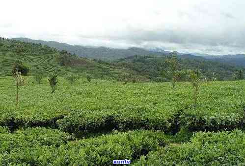 勐海茶园种植基地地址及茶厂信息