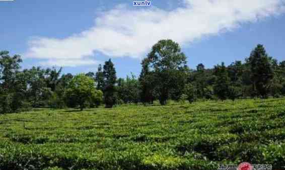 勐海茶园种植基地地址及茶厂信息