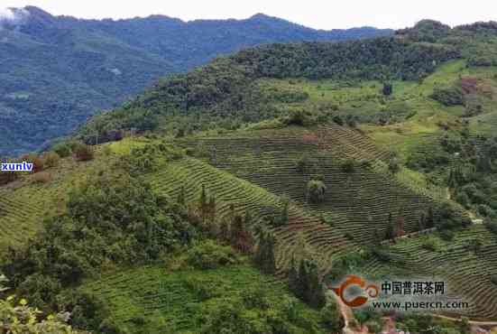 勐海茶园种植基地地址及茶厂信息