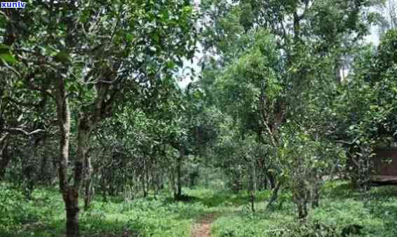 勐海茶园种植基地地址及茶厂信息