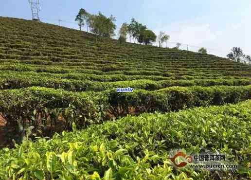 勐海茶园种植基地地址及茶厂信息